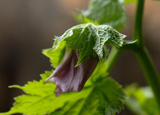 Glaucidium palmatum