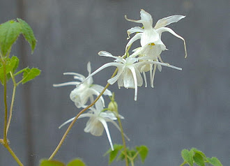 Epimedium grandiflorum Higoense