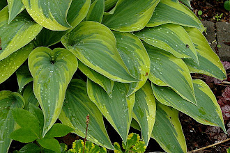 hosta Wolverine