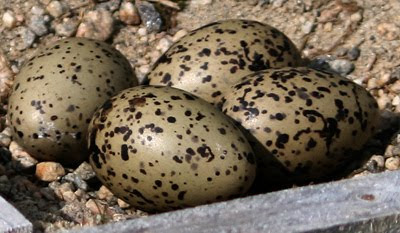 4 egg