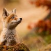 秋を感じる動物達でも見てほっこりしてって(´・ω・`) 画像100枚