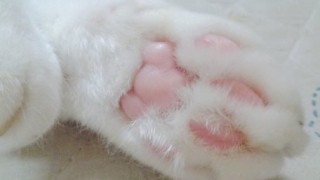 世界中のメディアが取り上げてる話題の日本の猫＜動画像＞バレエダンサー白猫のミルコくん