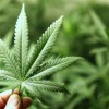 大麻を食べると犬猫はこうなる…大麻が脳神経回路を壊す事を確認