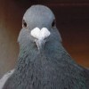 アホ過ぎる鳩のコントみたいなおバカ映像