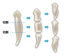 planaria