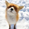 動物たちの決定的瞬間オモシロ画像…雪に刺さったキツネが発見される