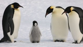 飼育員の脚の間に顔をうずめるペンギンの雛がぐう可愛いンゴｗｗｗｗｗ