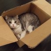 「飼いたい！」と大反響 拾われ待ちの猫カンナが話題 →画像