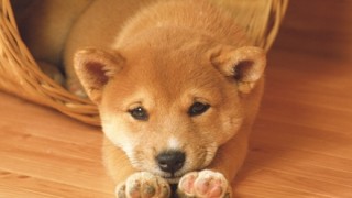 「韓国人には柴犬は二度と譲らない」日本のペットショップが宣言 韓国ネットで炎上