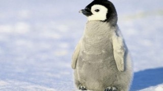 ペンギン「なんかあっちで撮影してるンゴｗｗｗｗｗｗ」