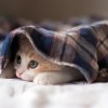 【画像】寒がりな子猫が可愛すぎる♡