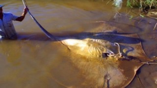 人も殺せる世界の淡水や河口に潜むお魚さんたち