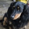 【おそロシア】『呼吸できる液体』ムリヤリ犬を押し込む実験映像に非難殺到 →GIfと動画