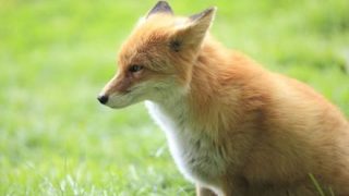 【動画】北海道のキツネさん、地震を予知していた…