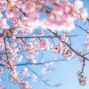 ■中国■の『桜の風景』スケールがデカ過ぎる…【→画像】