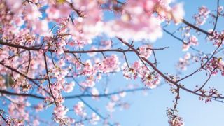 ■中国■の『桜の風景』スケールがデカ過ぎる…【→画像】