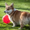 【悲報】韓国人さん 隣人のペットの犬を殺し晩餐会に招待