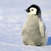 【要領の悪い子…】ペンギンの赤ちゃん🐧、歩く練習をする……【動画像】