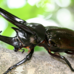 【日常・雑談系】【朗報】世界一かっこいい昆虫、決まる