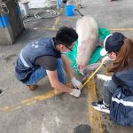 【ニュース】【国際】マカオで2日連続イルカの死骸が見つかる [シャチ★]