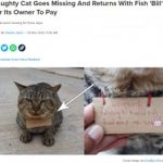 【動物・いきもの】「あなたの猫に魚を3匹あげました」3日間行方不明だった猫が“借金”を抱えて帰宅  [NAMAPO★]