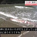 【画像ネタ】【地球終了のおしらせ】新潟の海岸に巨大イカが現れる