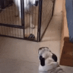 【動物・いきもの】【gif】でかい犬にイキってたチビ犬さんが同じ部屋に閉じ込められた結果