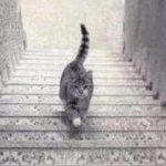【VIP・なんｊ】【画像】この猫は階段を登ってるか降りてるかが世界的議論に