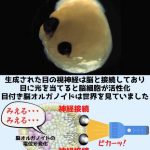 【ニュース】iPS細胞で作った人間のミニ脳に人権が与えられる可能性　広島大学（画像あり）  [659060378]