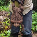 【動物・いきもの】オーストラリアで史上最大級のヒキガエルを発見、重さはなんと2.7キロ！  [415121558]