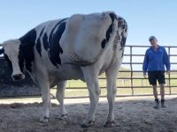 【海外全般のニュース】【画像】　デカすぎる牛（体高194cm 重量1.4? 平均の2倍）、デカすぎて屠殺機に入らず助かる