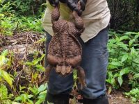 【動物・いきもの】オーストラリアで史上最大級のヒキガエルを発見、重さはなんと2.7キロ！  [415121558]