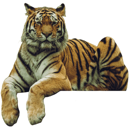 tiger