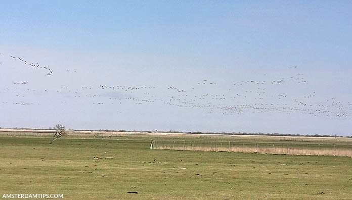 oostvaardersplassen flevoland