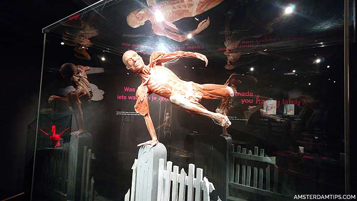 body worlds amsterdam