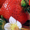 strawberry userpic