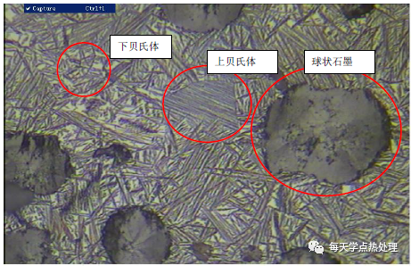 蠕虫铸铁 蠕虫状＋球状石墨 100×