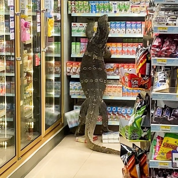 0_PAY-VIRAL_PRESS_MONITOR_LIZARD_SUPERMARKET__8_of_24_