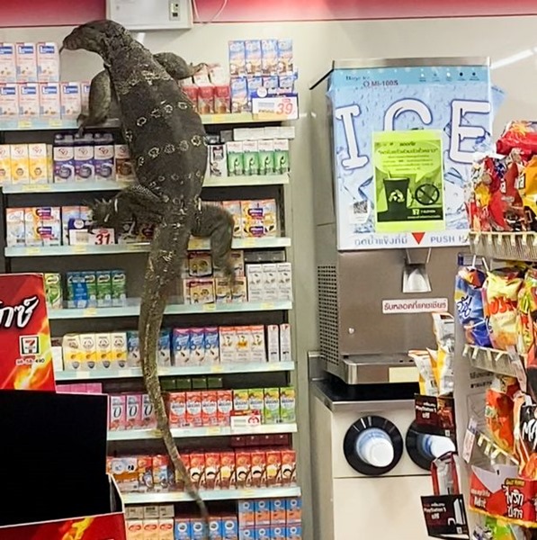 0_PAY-VIRAL_PRESS_MONITOR_LIZARD_SUPERMARKET__14_of_24_