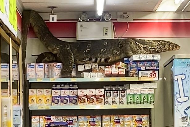 0_PAY-VIRAL_PRESS_MONITOR_LIZARD_SUPERMARKET__22_of_24_