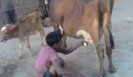 【動画】インド人のミルクの飲み方が豪快