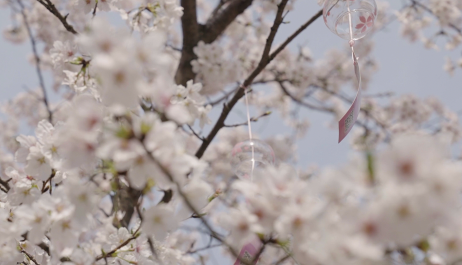 Cherry blossoms in E China's Wuxi attract throngs of tourists