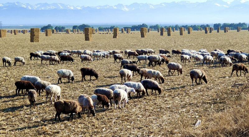 Unique ecological cycle in NW China's Xinjiang provides feed for livestock