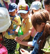 People enjoy seeing and collecting insects in Takae