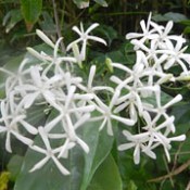 Pure white flowers in full bloom in northern Okinawa