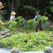 Yoshimatsu Higa continues traditional cultivation and production of Ryukyu Dye into its 3rd generation