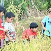 Nago kids harvest 20 kg of rice with sickles