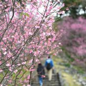 Yambaru in Pink: Cherry Blossoms in Bloom