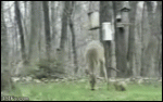 Squirrel_attacks_deer