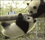 Jerk-panda-pulls-paw